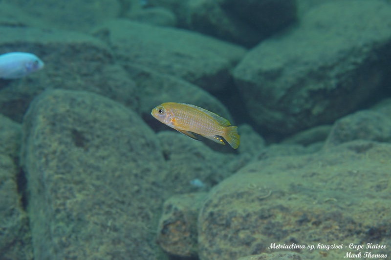 Maylandia sp. 'kingsizei lupingu' Cape Kaiser